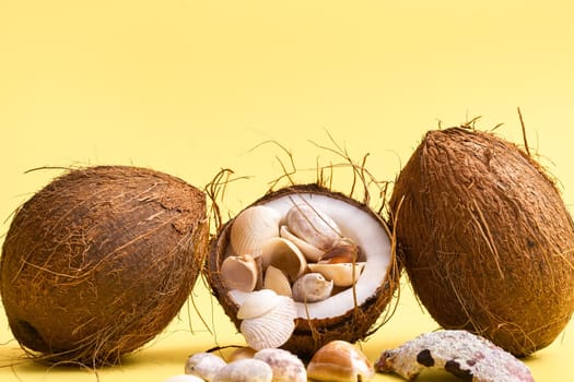 coconuts and shells on a yellow background .Marine theme.