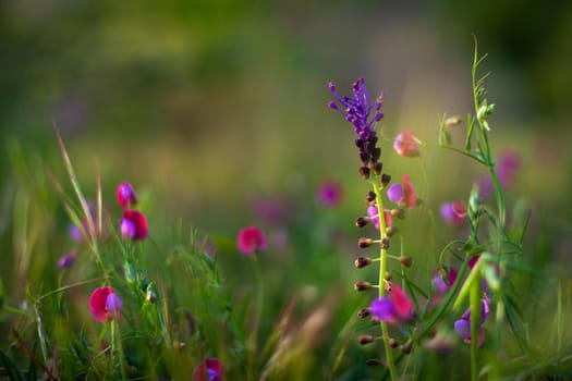 View of countryside flowers in the spring season