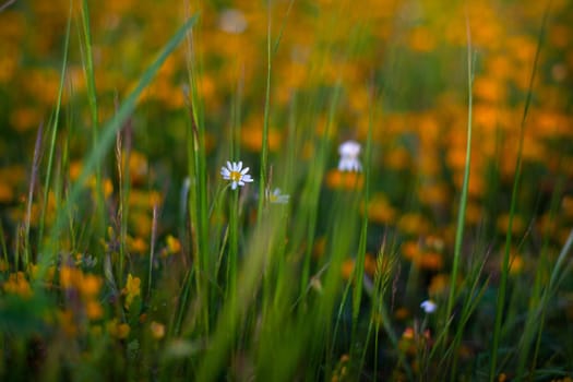 White daisies out of the grass in the spring season