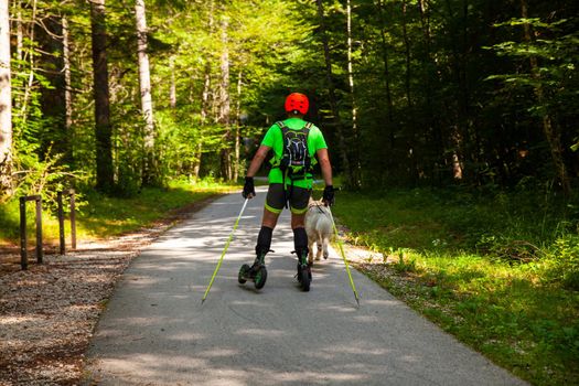 Man and his dog on roller skates at summer in the path of Bohinj forest, Slovenia