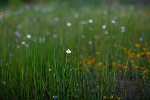 White daisies out of the grass in the spring season