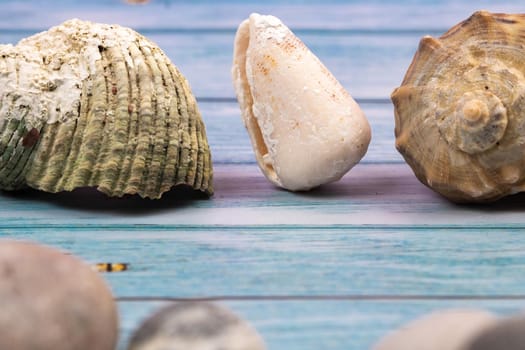 coconuts, rocks and shells on a blue wooden background.Marine theme.