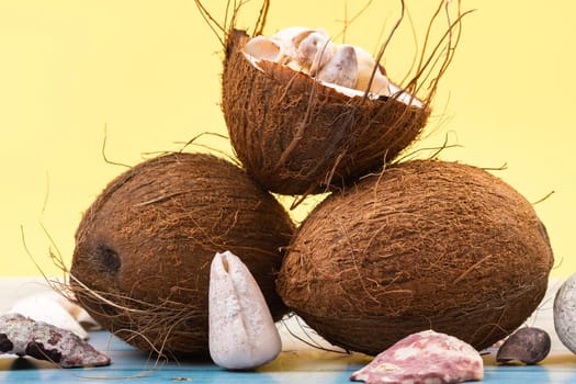 coconuts and shells on a yellow and blue wooden background .Marine theme.