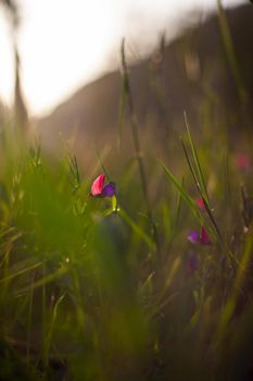 Flowers of wild pea in the spring season