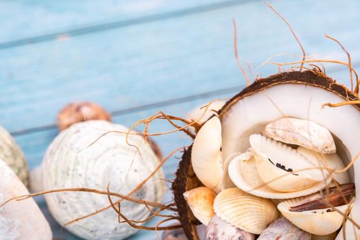 coconuts and seashells on a blue wooden background .Marine theme.