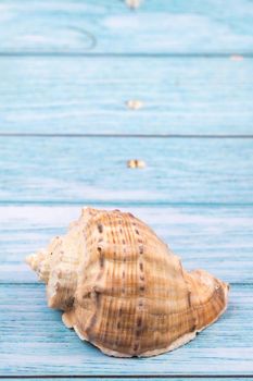 one shell on a blue wooden background.Marine theme.