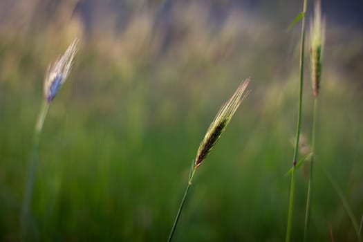 View of Poaceae or Gramineae plant at sunset