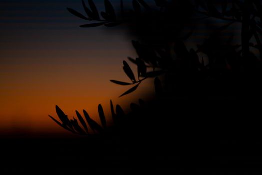 Silhouette of leaves of tree at sunset