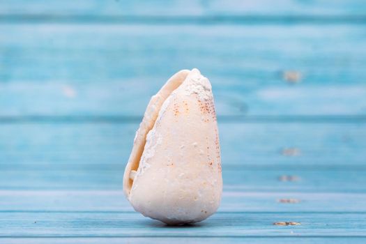 one shell on a blue wooden background.Marine theme.