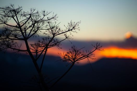 Close up silhouette of florence fennel at sunset