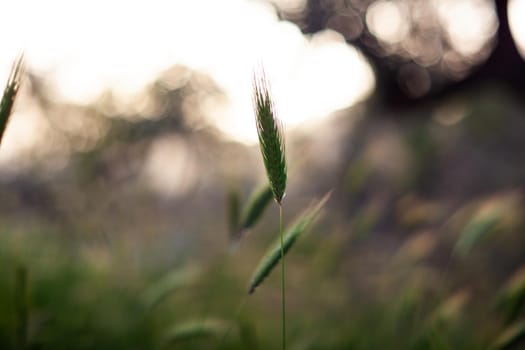 View of Poaceae or Gramineae plant at sunset