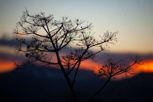 Close up silhouette of florence fennel at sunset