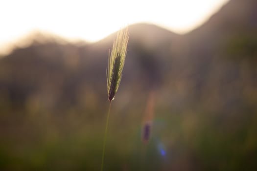 View of Poaceae or Gramineae plant at sunset