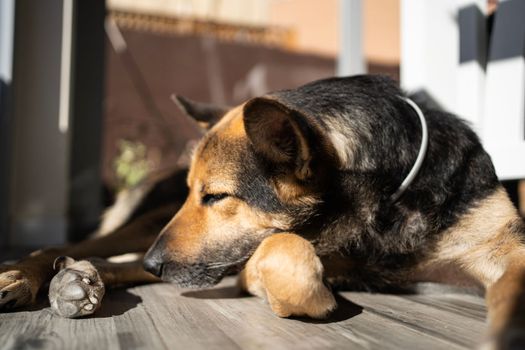 Cute dog sleeping in the heat of the sun at home. Relax indoors concept.