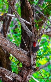 Red bellied woodpecker hammering drill on tree trunk in Playa del Carmen Quintana Roo Mexico.