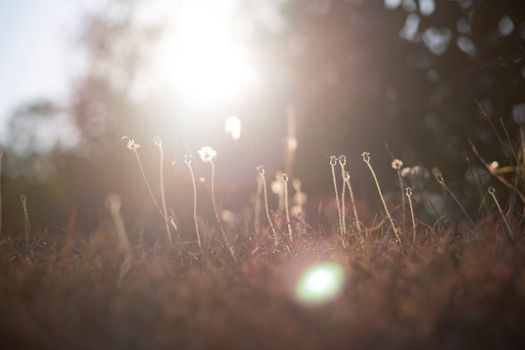 Today, the scenery of the poaceae are withering under the sunset so beautiful. These flower are reflected to our life on earth.