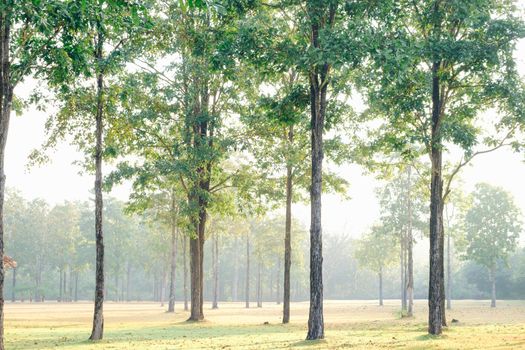 The beautiful scenery is in the park. They are full of green grass and many big trees. It make me feel joyous to live in a peaceful park.