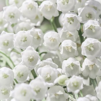 Blooming white lily of the valley flowers. Natural floral background. Soft focus