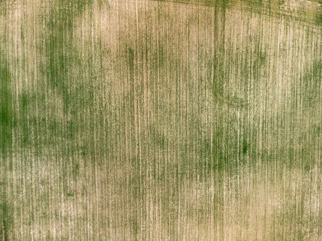 Green wheat field in countryside, close up. Field of wheat blowing in the wind at sunny spring day. Young and green Spikelets. Ears of barley crop in nature. Agronomy, industry and food production