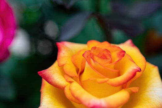 Beautiful Rose and Rosebuds in Rose Garden, Close Up, Selective Focus