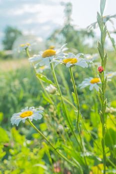 ladybug on chamomile flower close up, green natural blurred background. spring summer season. symbol of purity freshness nature, organic, ecological life. beautiful nature scene. copy space. High quality photo