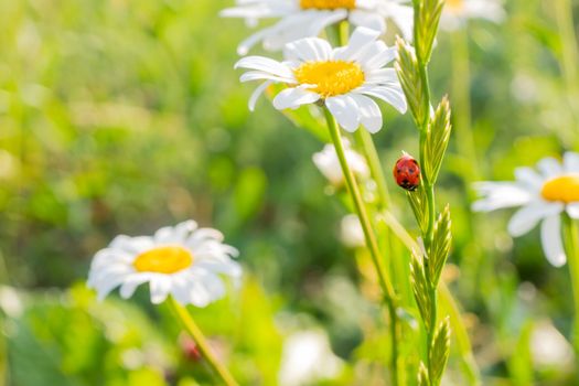 ladybug on chamomile flower close up, green natural blurred background. spring summer season. symbol of purity freshness nature, organic, ecological life. beautiful nature scene. copy space. High quality photo