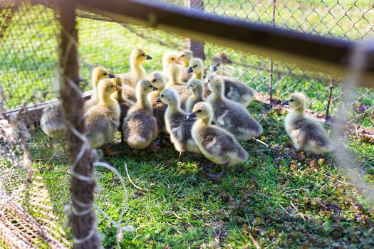 The little geese crowded into the cages. Geese on the street eating grass. Agriculture concept