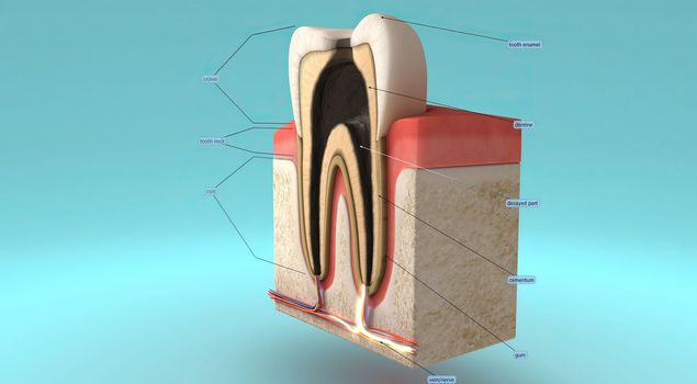 Anatomy of the tooth and gums and the supporting structures surrounding the tooth 3D illustration