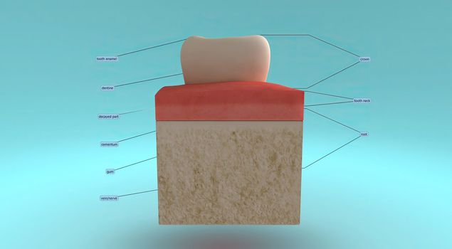 Anatomy of the tooth and gums and the supporting structures surrounding the tooth 3D illustration