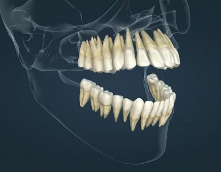 Full anatomy upper and lower teeth 3D illustration