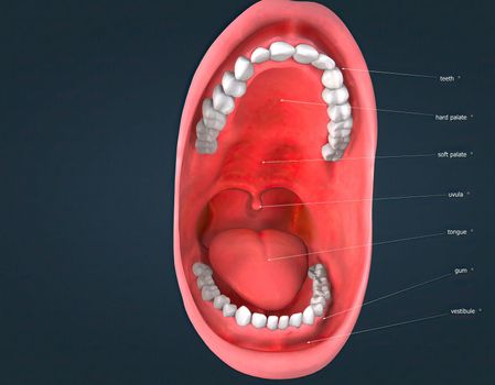 The mouth, also called the oral cavity or buccal cavity, is the hole through which food and air enter the body 3D illustration