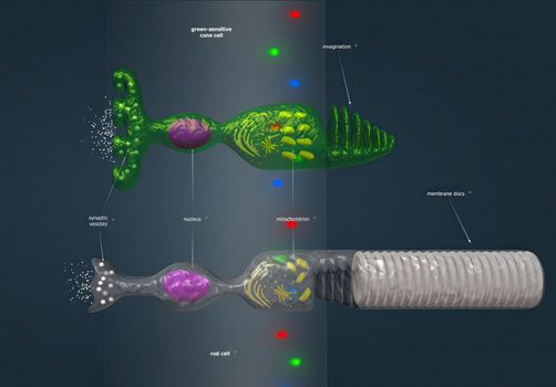 Rods and Cones of the Human Eye. 3D illustration