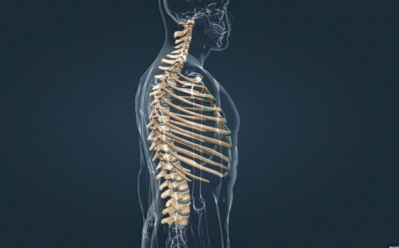 The bones of the rib cage are the thoracic vertebrae, twelve pairs of ribs, and the sternum. 3d illustration