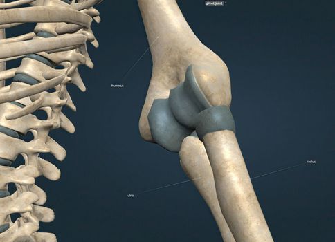 The elbow joint is a hinge-type joint consisting of the radius, ulna, and humerus. 3d illustration