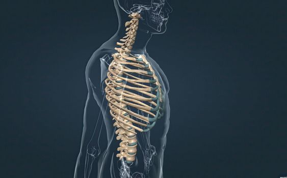 The bones of the rib cage are the thoracic vertebrae, twelve pairs of ribs, and the sternum. 3d illustration
