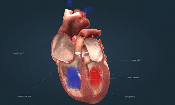 Each time your heart beats, electrical signals travel through your heart. These signals cause different parts of your heart to expand and contract. 3D illustration