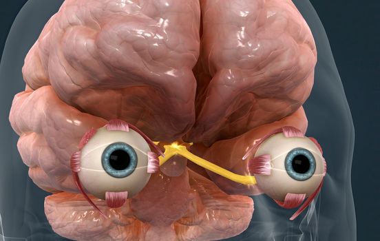 When light hits the retina , special cells called photoreceptors turn the light into electrical signals. These electrical signals travel from the retina through the optic nerve to the brain. Then the brain turns the signals into the images you see. 3d illustration