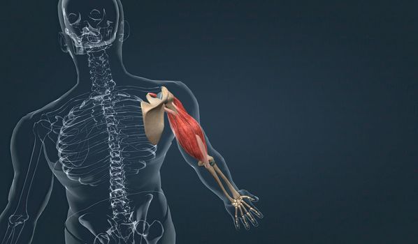 The biceps brachii has both long and short heads both of which converge to insert in the forearm as a single tendon. This muscle is biarticular, crossing both the shoulder and the elbow, and has important functions in not only flexion, but supination of the forearm as well 3d illustration