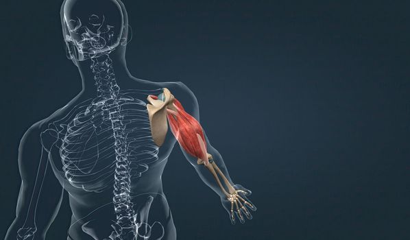 The biceps brachii has both long and short heads both of which converge to insert in the forearm as a single tendon. This muscle is biarticular, crossing both the shoulder and the elbow, and has important functions in not only flexion, but supination of the forearm as well 3d illustration