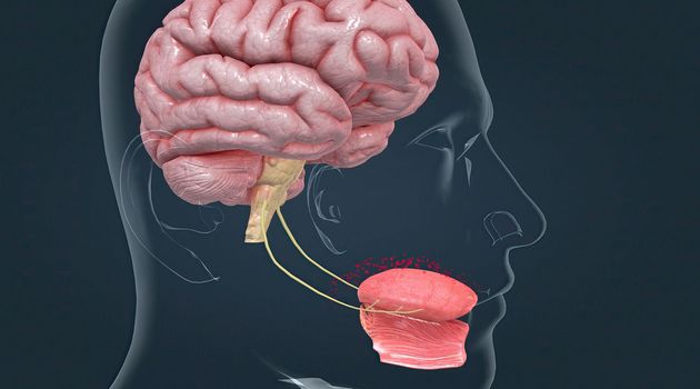 Taste is sensed by chemosensory receptors known as taste buds. 3d illustration