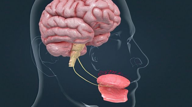 Taste is sensed by chemosensory receptors known as taste buds. 3d illustration