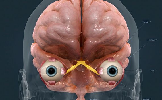 When light hits the retina , special cells called photoreceptors turn the light into electrical signals. These electrical signals travel from the retina through the optic nerve to the brain. Then the brain turns the signals into the images you see. 3d illustration