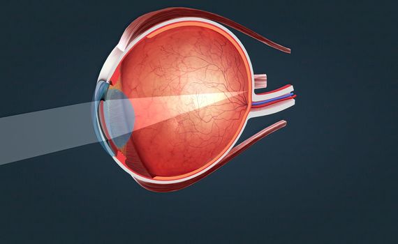 Cutaway View of a Human Eye 3d illustration