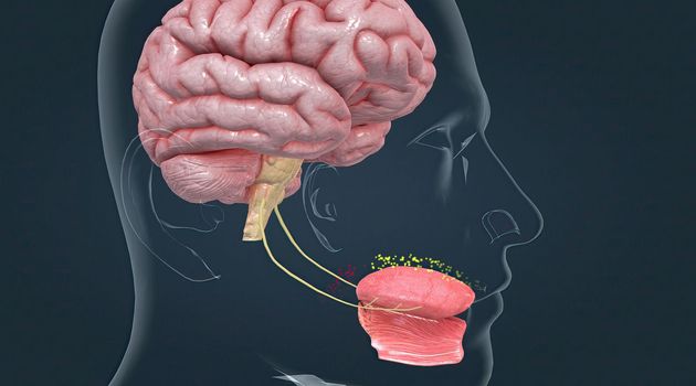 Taste is sensed by chemosensory receptors known as taste buds. 3d illustration