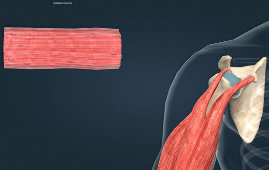 Each organ or muscle consists of skeletal muscle tissue, connective tissue, nerve tissue, and blood or vascular tissue 3d illustration