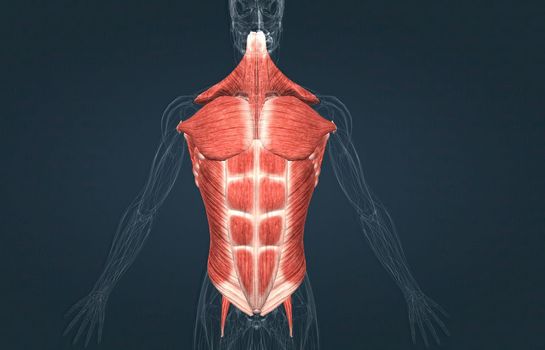 The muscles of the trunk include those that move the vertebral column, the muscles that form the thoracic and abdominal walls, and those that cover the pelvic outlet 3D illustration