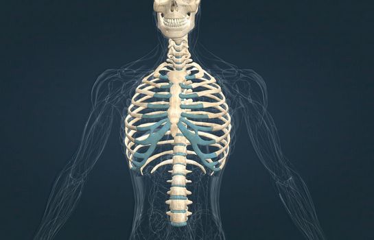 The male rib cage is, in vertebrate anatomy, the basket-like skeletal structure of the ribs and the sternum. 3D illustration