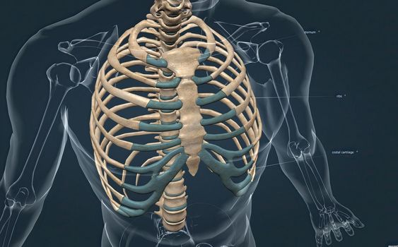 The bones of the rib cage are the thoracic vertebrae, twelve pairs of ribs, and the sternum. 3d illustration