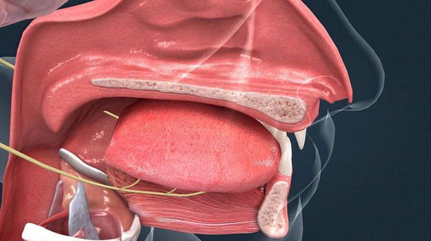 Olfactory organ there are two olfactory bulbs on the bottom side of the brain, one above each nasal cavity 3d illustration