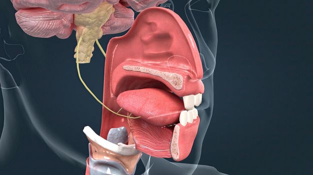 Olfactory organ there are two olfactory bulbs on the bottom side of the brain, one above each nasal cavity 3d illustration